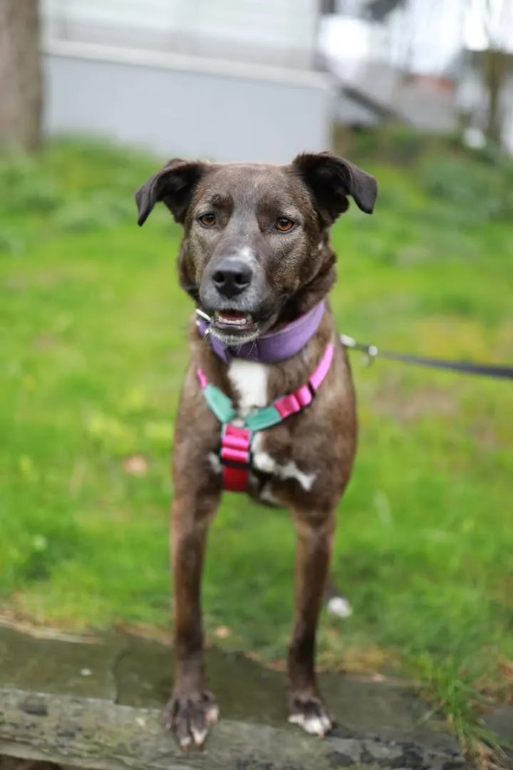 Brauner Mischlingshund mit rosa Halsband und Geschirr steht auf einer Wiese und blickt in die Kamera.