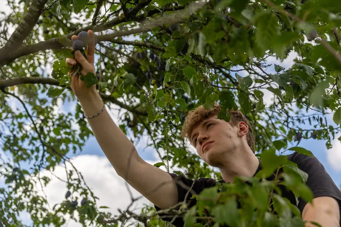 Ein junger Mann pflückt dunkle Pflaumen von einem Baum.