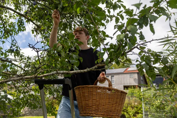 Ein junger Mann erntet Pflaumen aus einem Baum und hält einen Weidenkorb bereit.