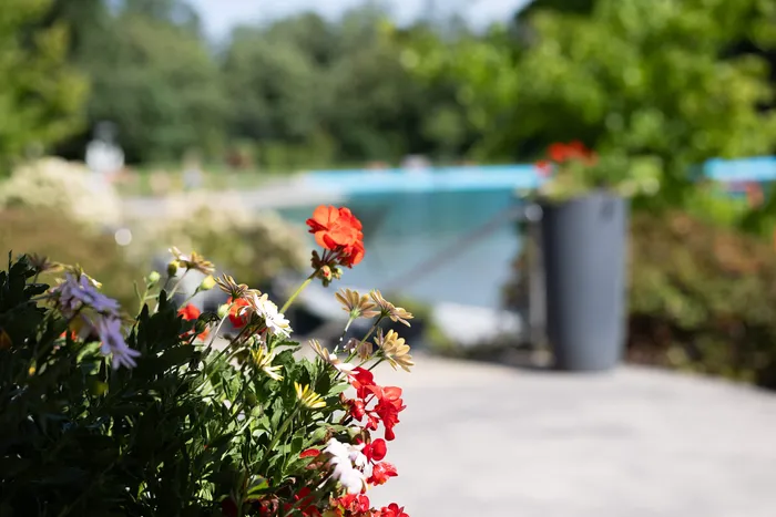 Rote und weiße Blumen im Vordergrund vor einem unscharfen Hintergrund mit einem blauen Schwimmbecken und Bäumen.