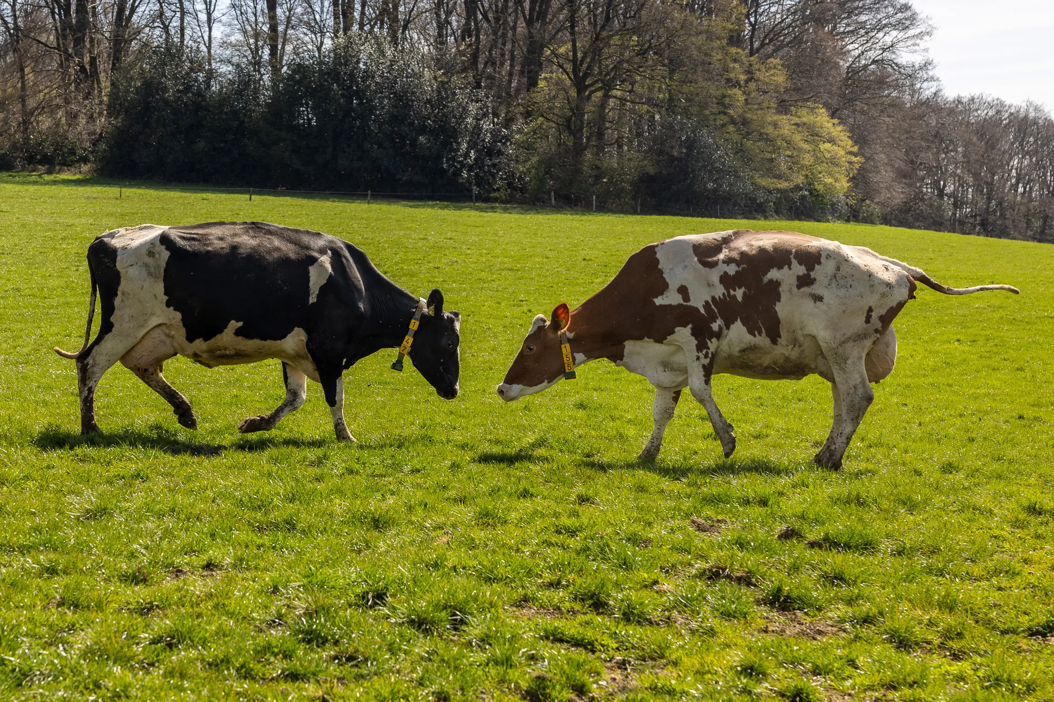 Zwei Kühe, eine schwarz-weiß und eine rot-weiß gefleckt, stehen sich auf einer grünen Weide gegenüber.