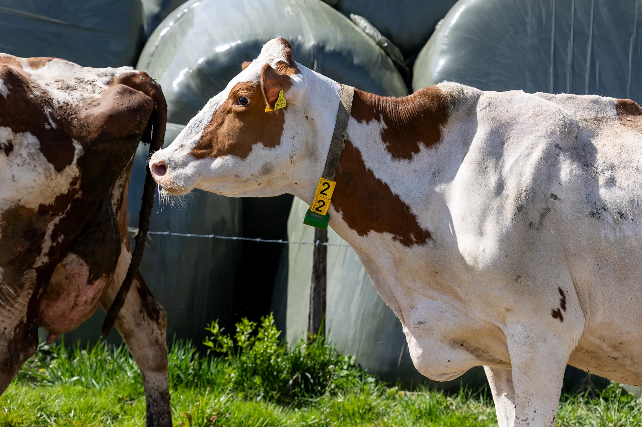 Eine rot-weiß gefleckte Kuh steht auf einer grünen Wiese und blickt zur Seite, im Hintergrund sind Siloballen zu sehen.