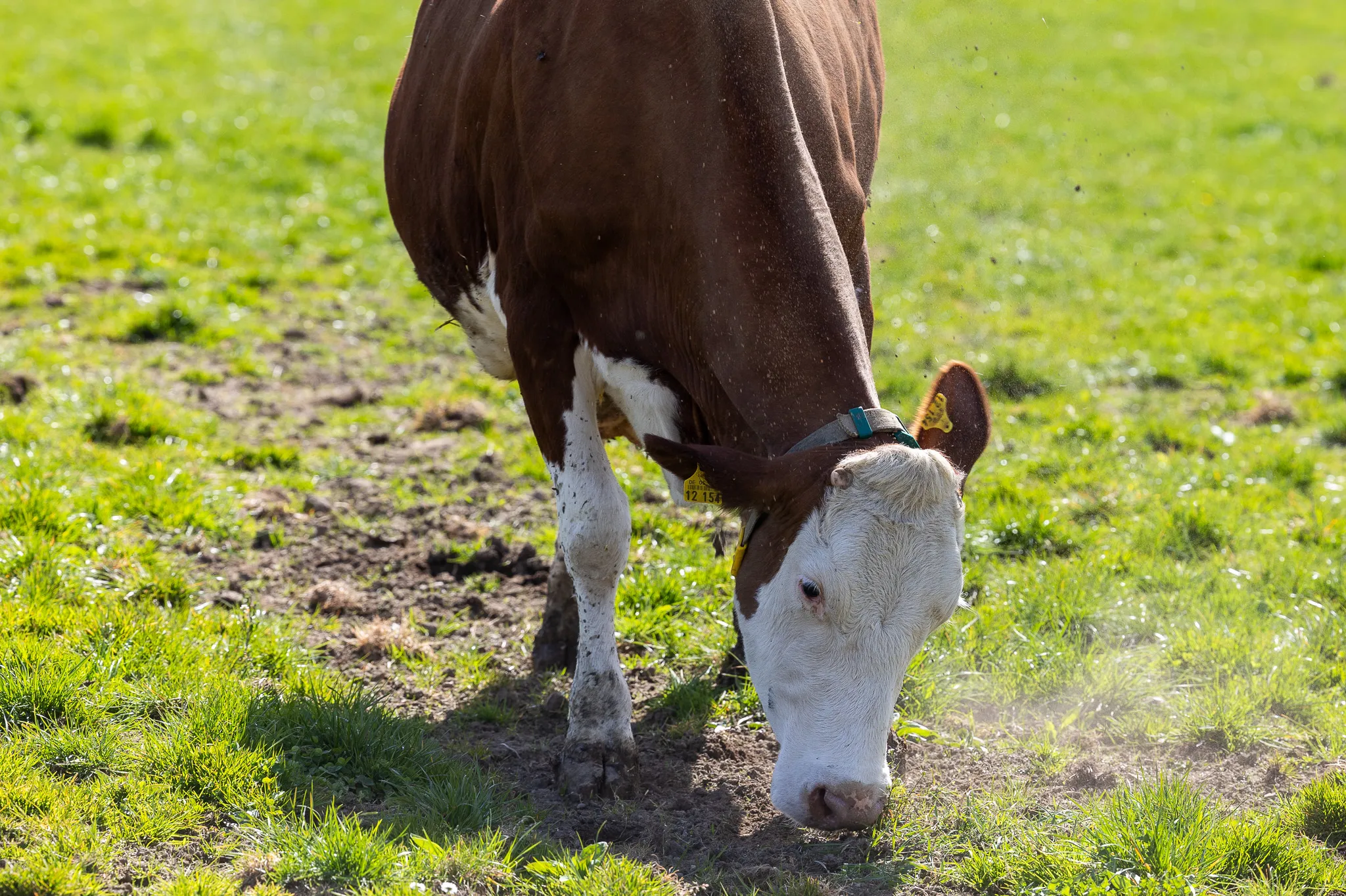Braunes und weißes Kühen steht auf einer grünen Wiese und frisst Gras.