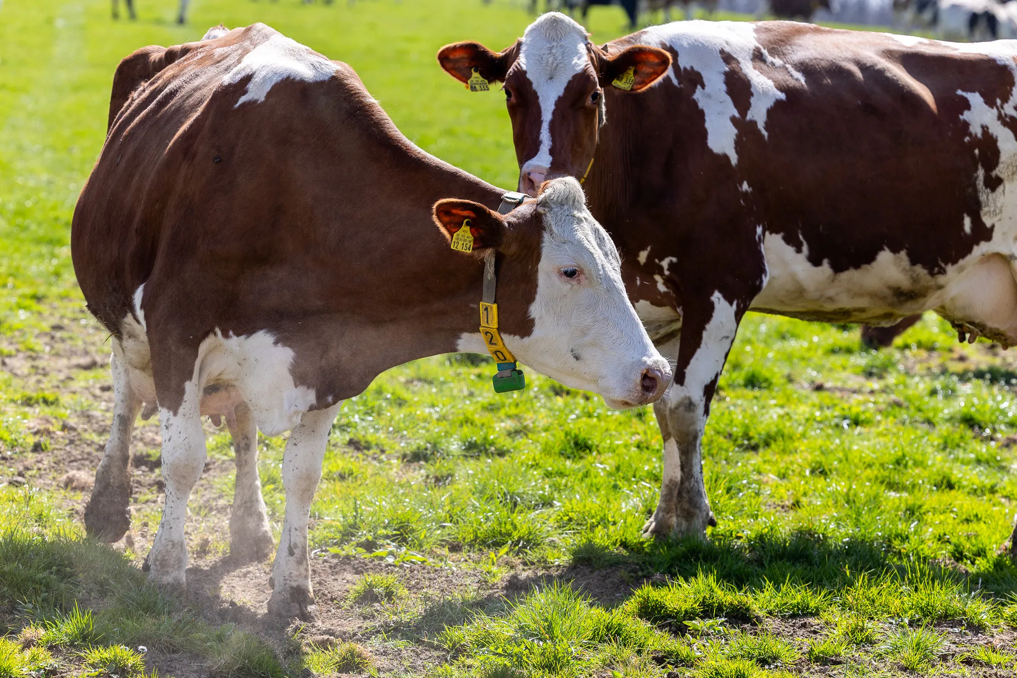 Zwei braun-weiße Kühe stehen auf einer grünen Wiese, eine davon senkt den Kopf und frisst Gras. Im Hintergrund weitere Kühe.