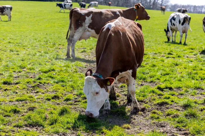 Braune und weiße Kühe grasen auf einer grünen Weide, einige weitere Tiere sind im Hintergrund zu sehen.
