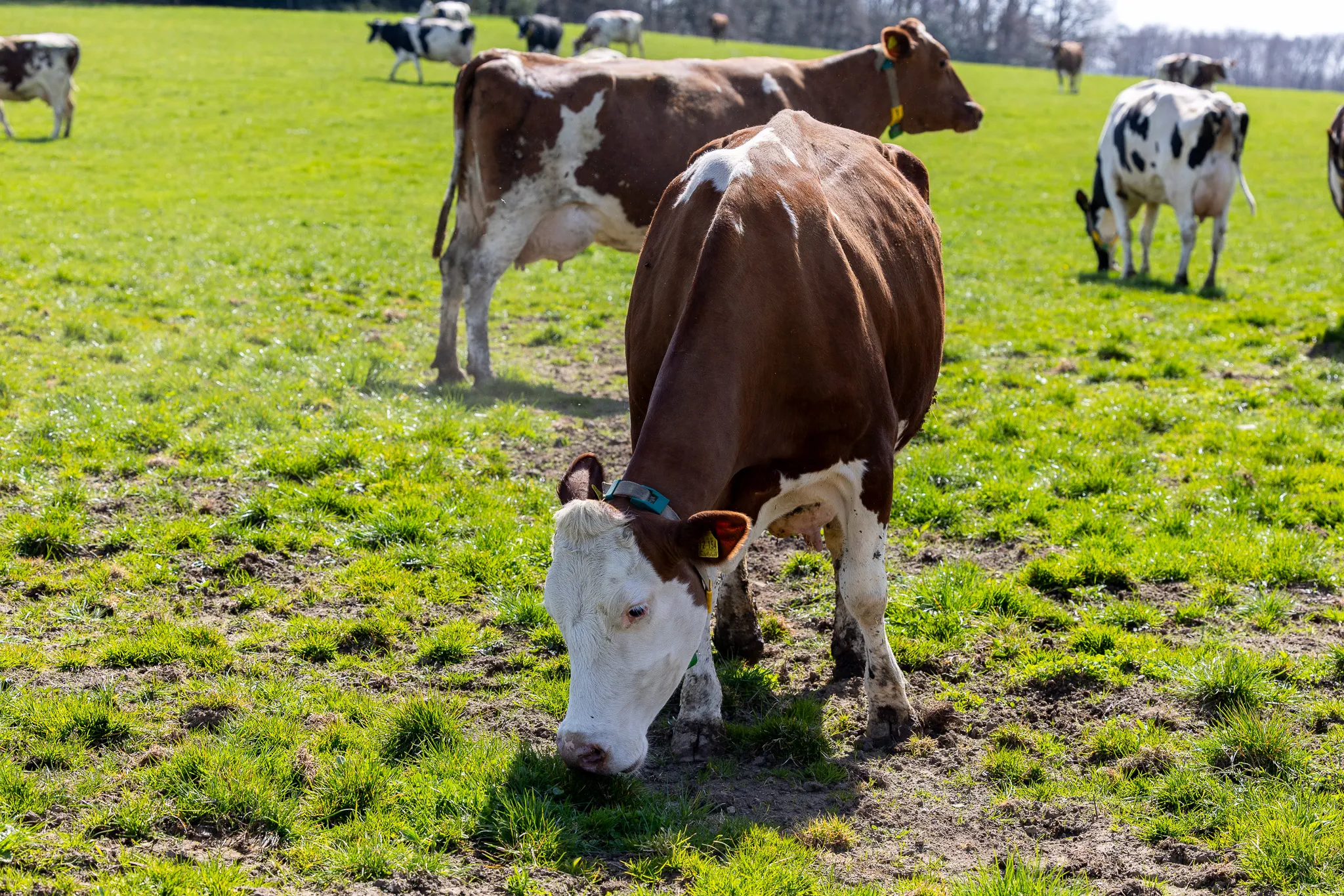 Braune und weiße Kühe grasen auf einer grünen Weide, einige weitere Tiere sind im Hintergrund zu sehen.