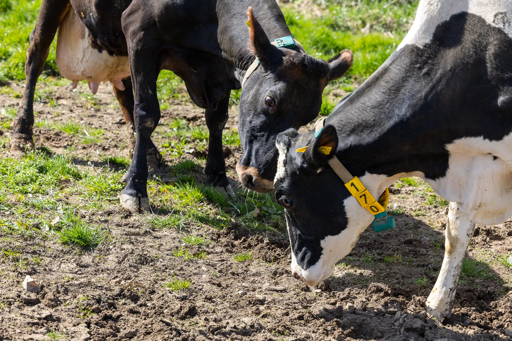 Nahaufnahme von zwei schwarz-weißen Kühen auf einer grasbewachsenen Weide, eine trägt eine gelbe Ohrmarke mit der Nummer 170.