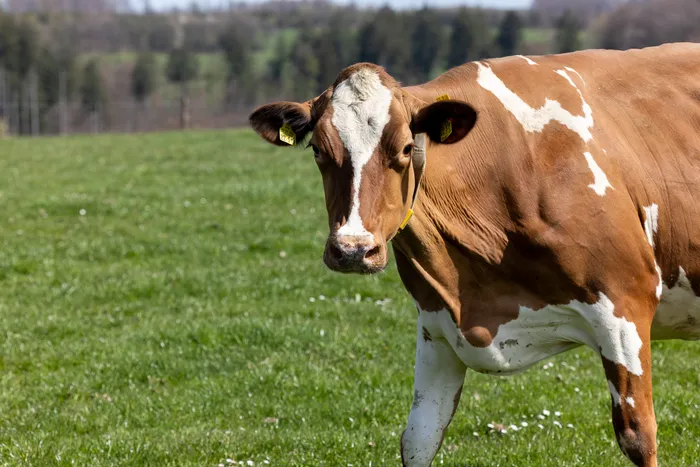 Braunes und weißes Kühen steht auf einer grünen Wiese, im Hintergrund Bäume.