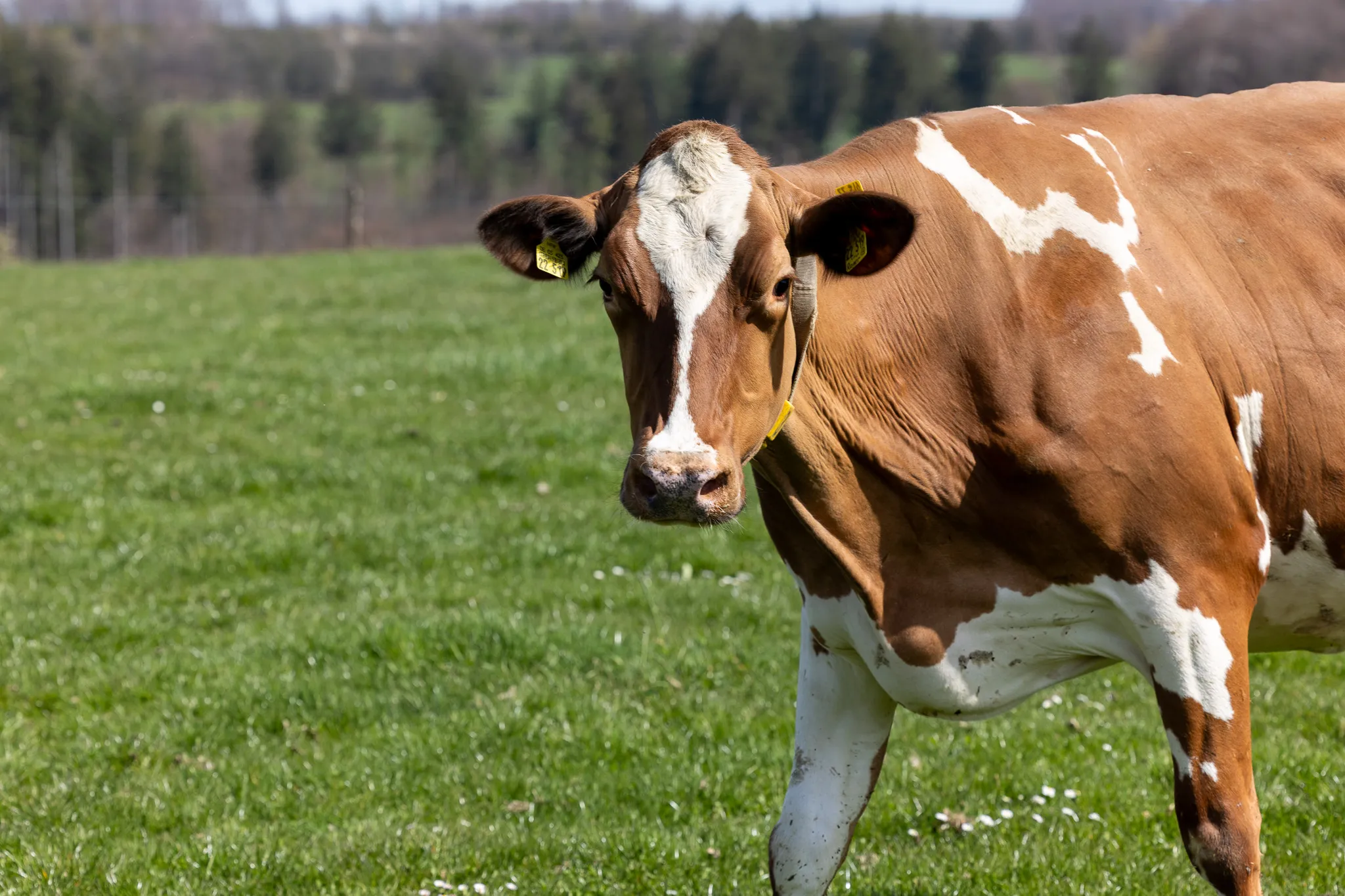 Braunes und weißes Kühen steht auf einer grünen Wiese, im Hintergrund Bäume.