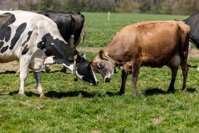 Zwei Kühe, eine schwarz-weiß gefleckt und eine braun, stehen auf einer grünen Weide dicht nebeneinander.