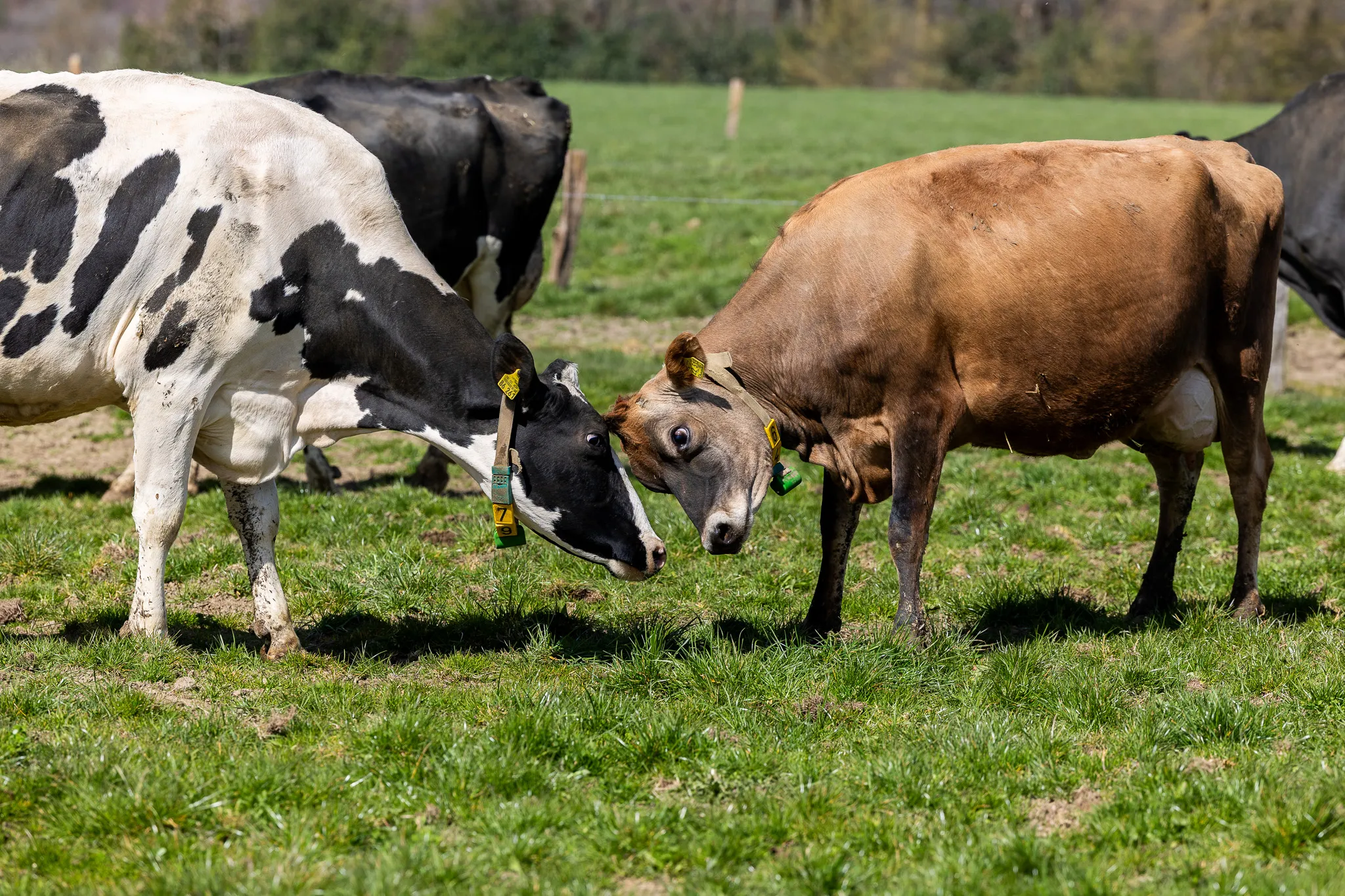 Zwei Kühe, eine schwarz-weiß gefleckt und eine braun, stehen auf einer grünen Weide dicht nebeneinander.