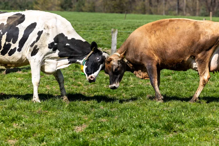 Zwei Kühe, eine schwarz-weiß gefleckt und eine braun, stehen sich auf einer grünen Weide gegenüber und berühren sich mit den Köpfen.