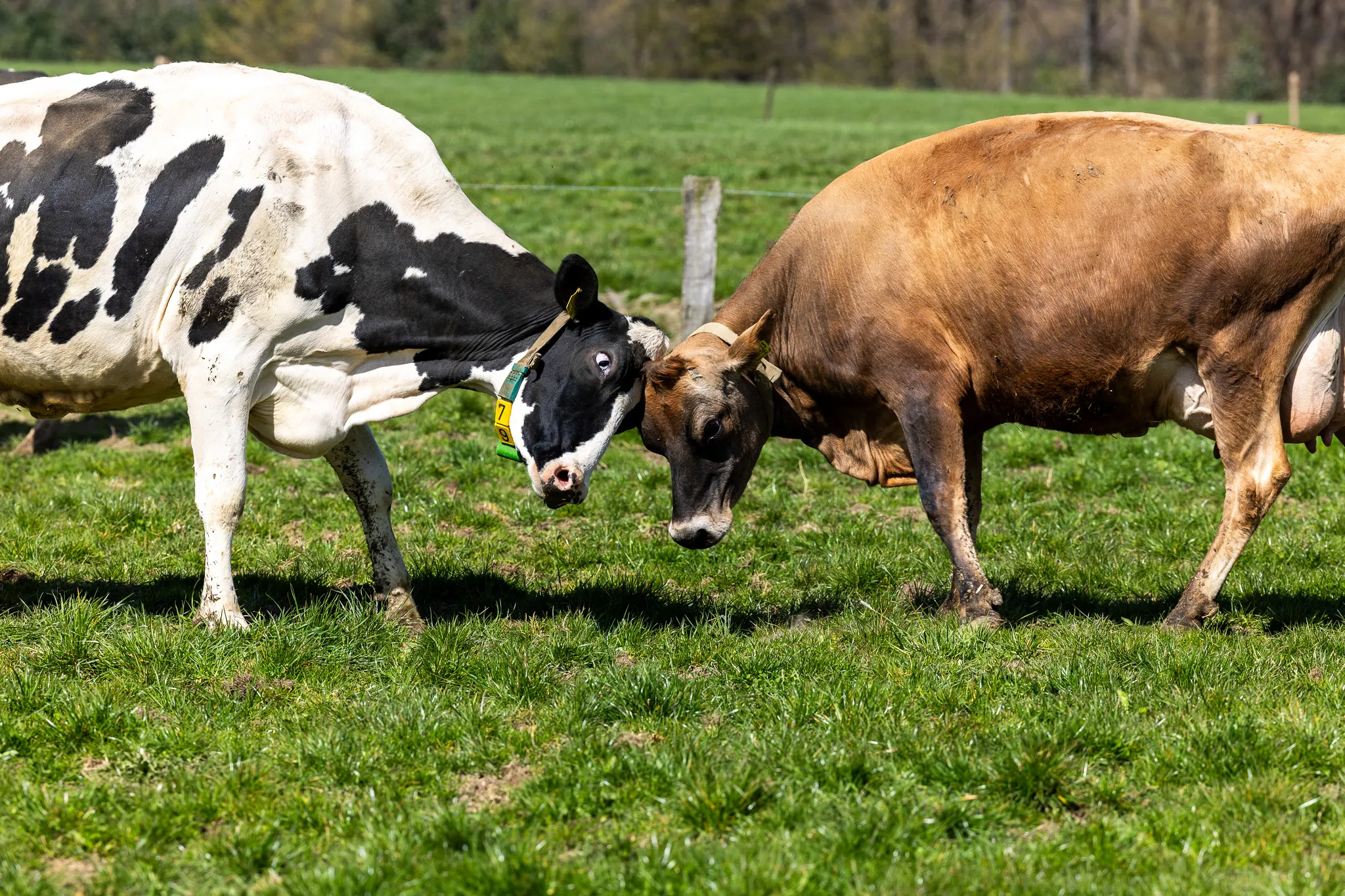 Zwei Kühe, eine schwarz-weiß gefleckt und eine braun, stehen sich auf einer grünen Weide gegenüber und berühren sich mit den Köpfen.