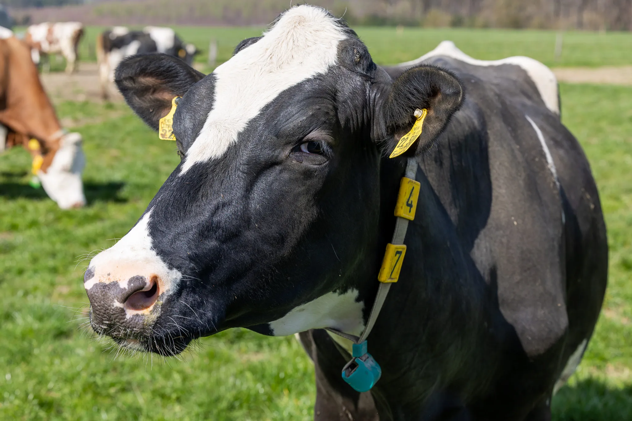 Nahaufnahme einer schwarz-weißen Kuh mit gelbem Ohrmarkierungs-Etikett und blauem Glocke auf einer grünen Weide.
