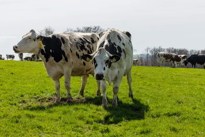 Zwei schwarz-weiße Kühe stehen im Vordergrund einer grünen Weide, weitere Kühe sind im Hintergrund zu sehen.