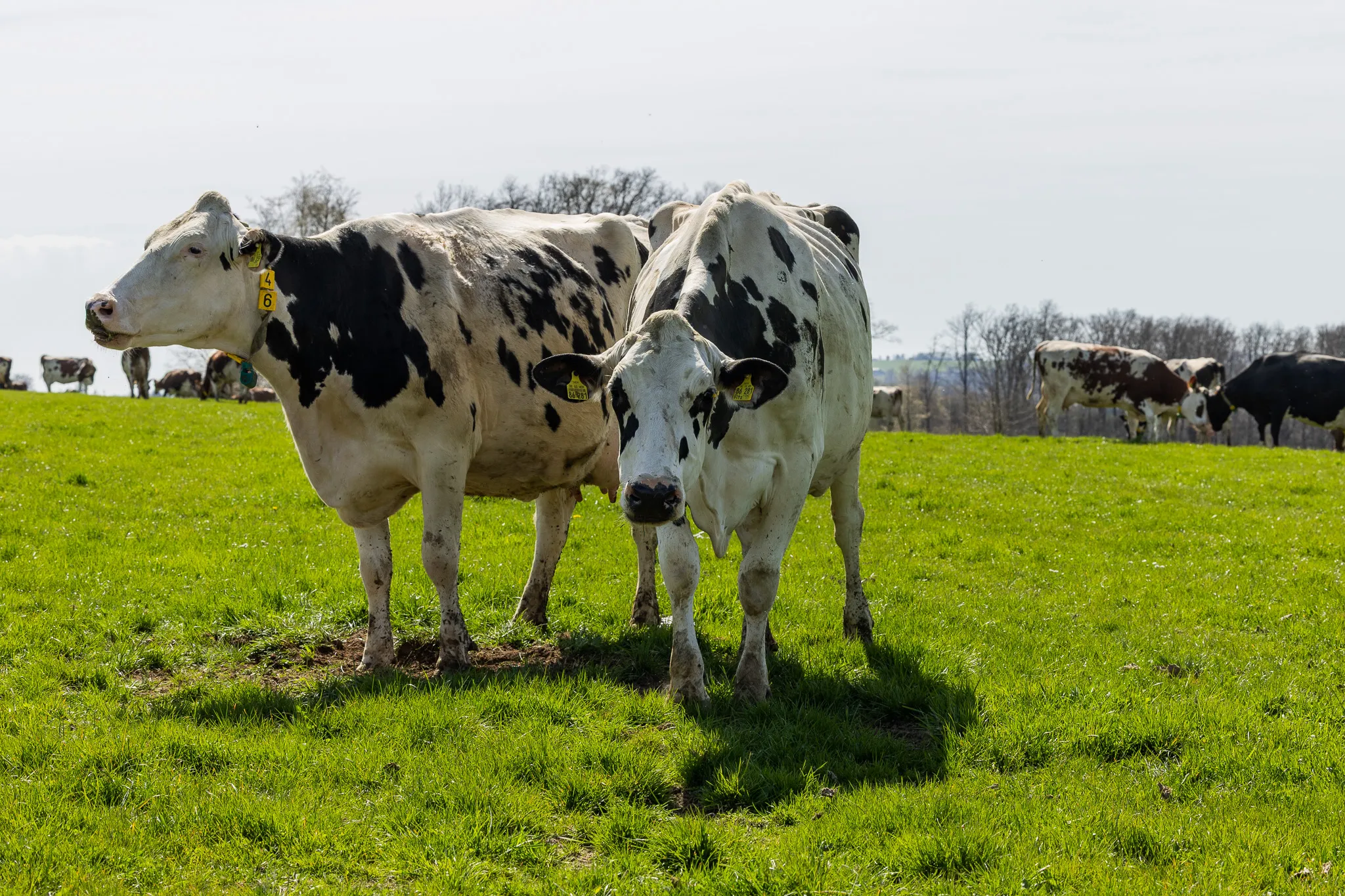 Zwei schwarz-weiße Kühe stehen im Vordergrund einer grünen Weide, weitere Kühe sind im Hintergrund zu sehen.