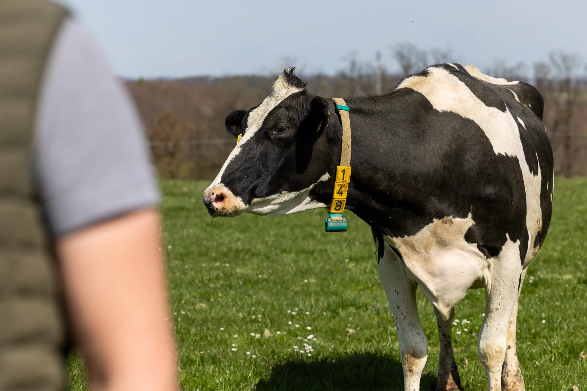 Schwarz-weiß gefleckte Kuh mit Halsband und Nummerntyp steht auf einer grünen Wiese. Im Hintergrund ist ein Mensch zu sehen.