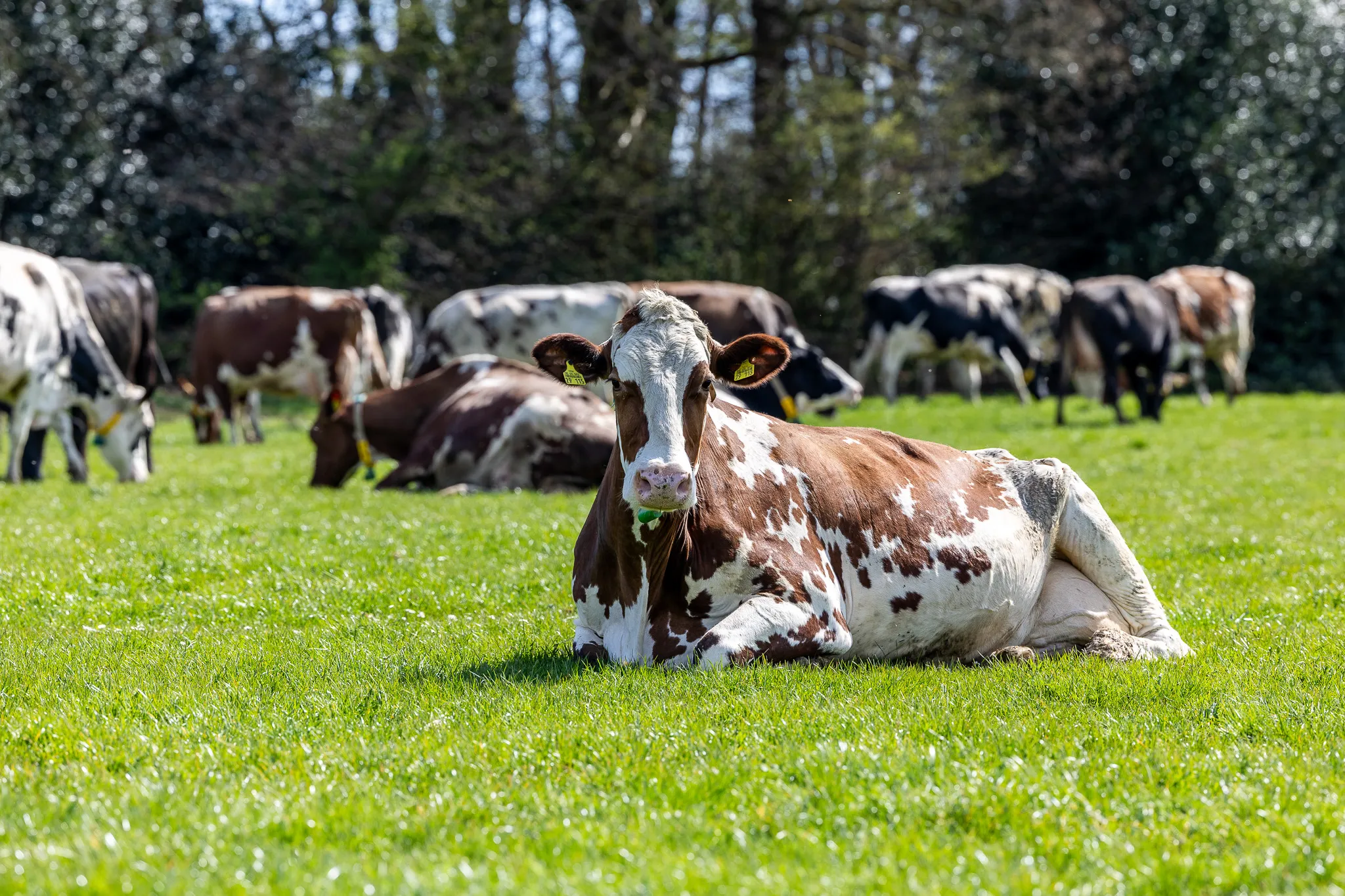 Eine rot-weiß gefleckte Kuh liegt auf einer grünen Wiese, im Hintergrund weitere Kühe und Bäume.