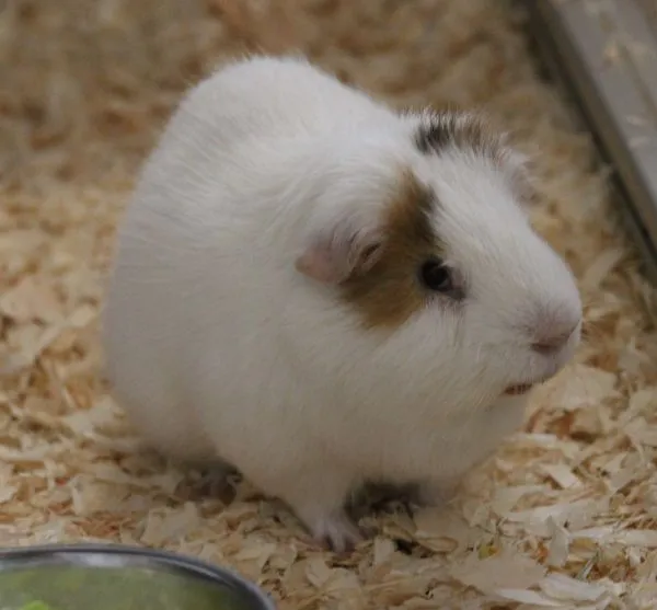 Weißes Meerschweinchen mit braunen Flecken sitzt auf Holzhackschnitzeln und blickt zur Seite.