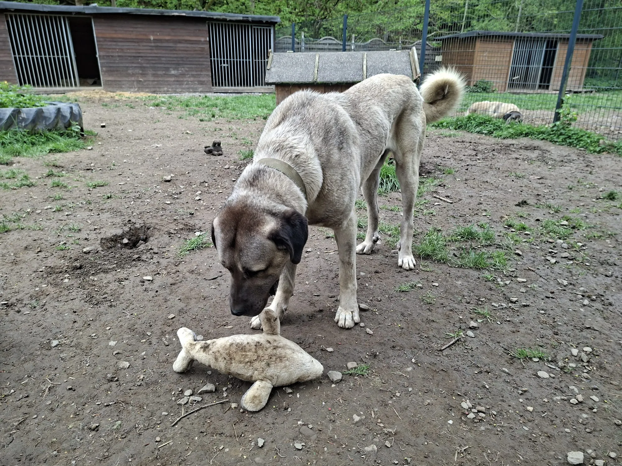 Ein großer, hellbrauner Kangal-Hund beugt sich über ein Stofftier in Form eines Fisches. Im Hintergrund sind mehrere Tierunterkünfte und Bäume zu sehen.