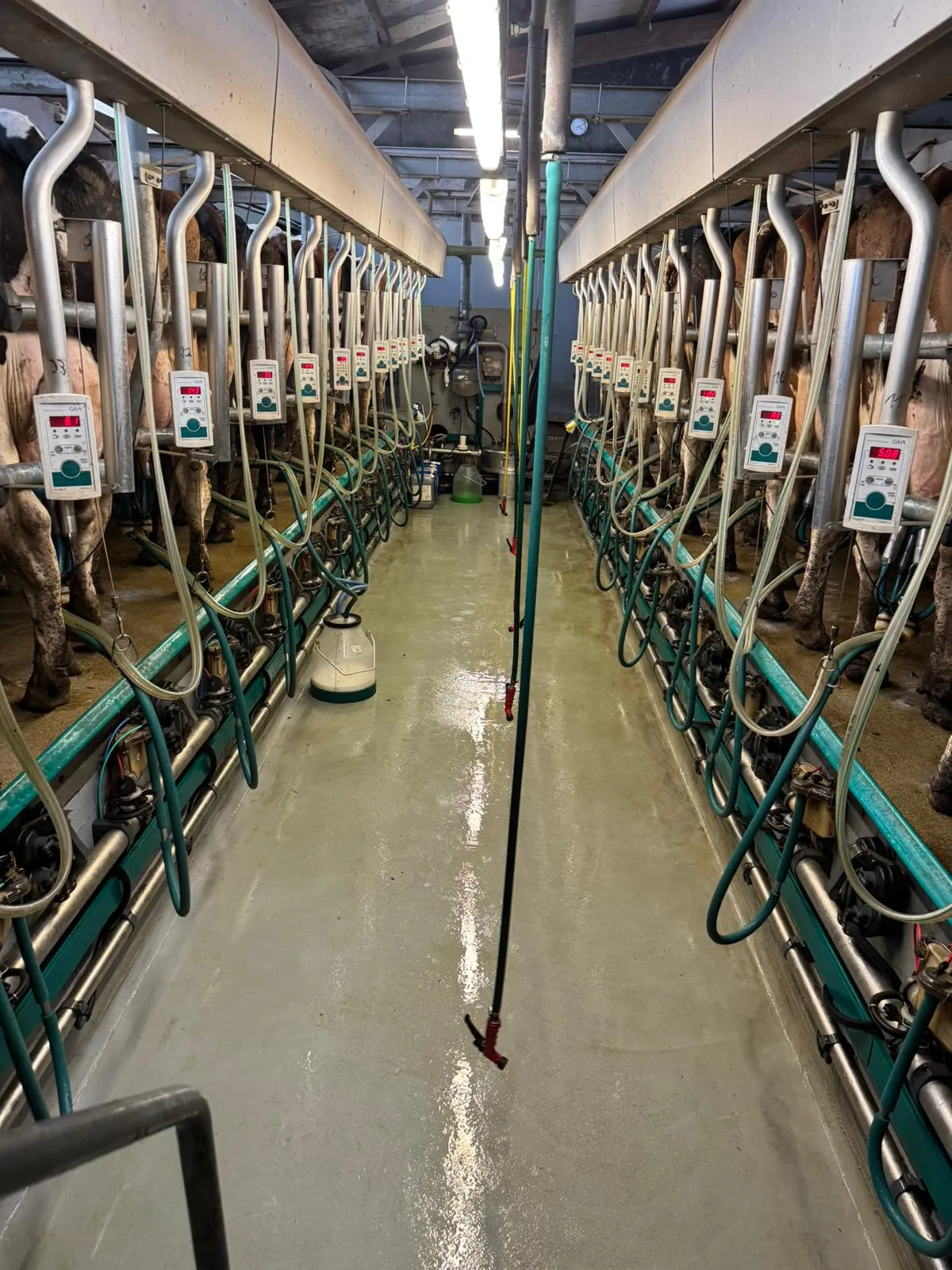 Reihe von Kühen, die in einem modernen Melkstall stehen, mit Melkmaschinen an ihren Eutern befestigt. Ein roter Schlauch liegt auf dem Boden.