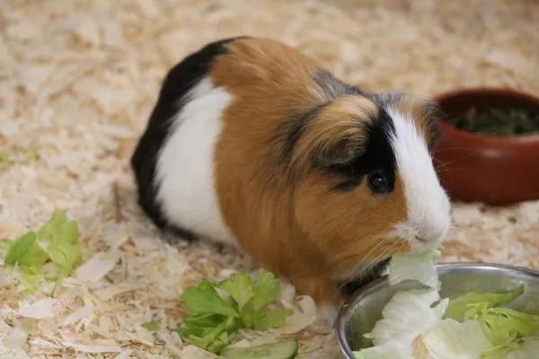 Ein Meerschweinchen mit braun-schwarzem Fell frisst Salat aus einer Schüssel, während ein weiteres Meerschweinchen mit weiß-schwarzem Fell im Hintergrund zu sehen ist.