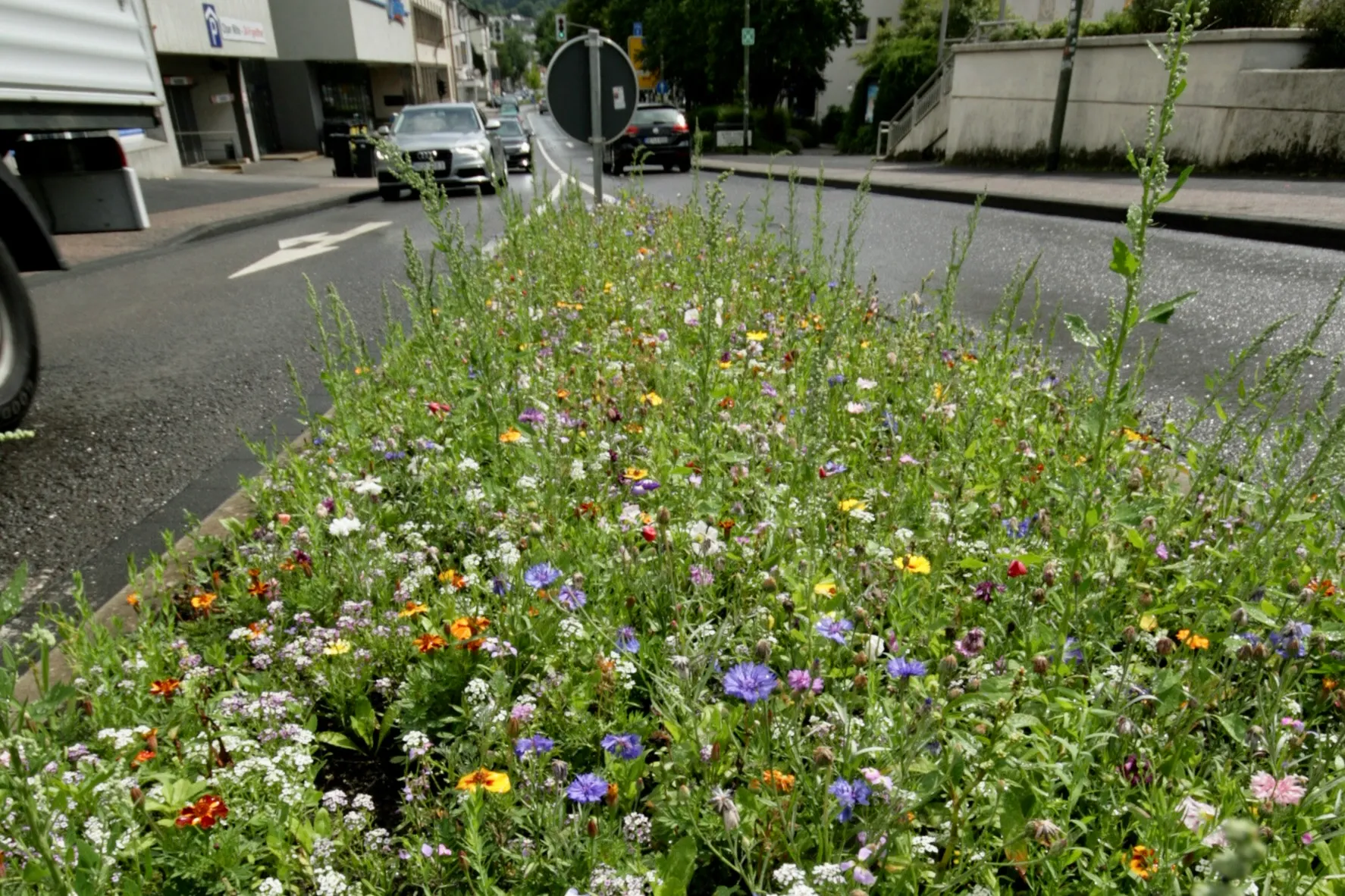 Blühende Wildblumen am Straßenrand in Olpe, im Hintergrund eine Straße mit fahrenden Autos und einem Verkehrsschild.
