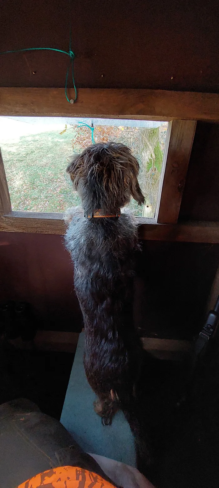 Ein mittelgroßer, grauer Hund steht auf einem Sitz und blickt aus einem Fenster auf eine Landschaft.