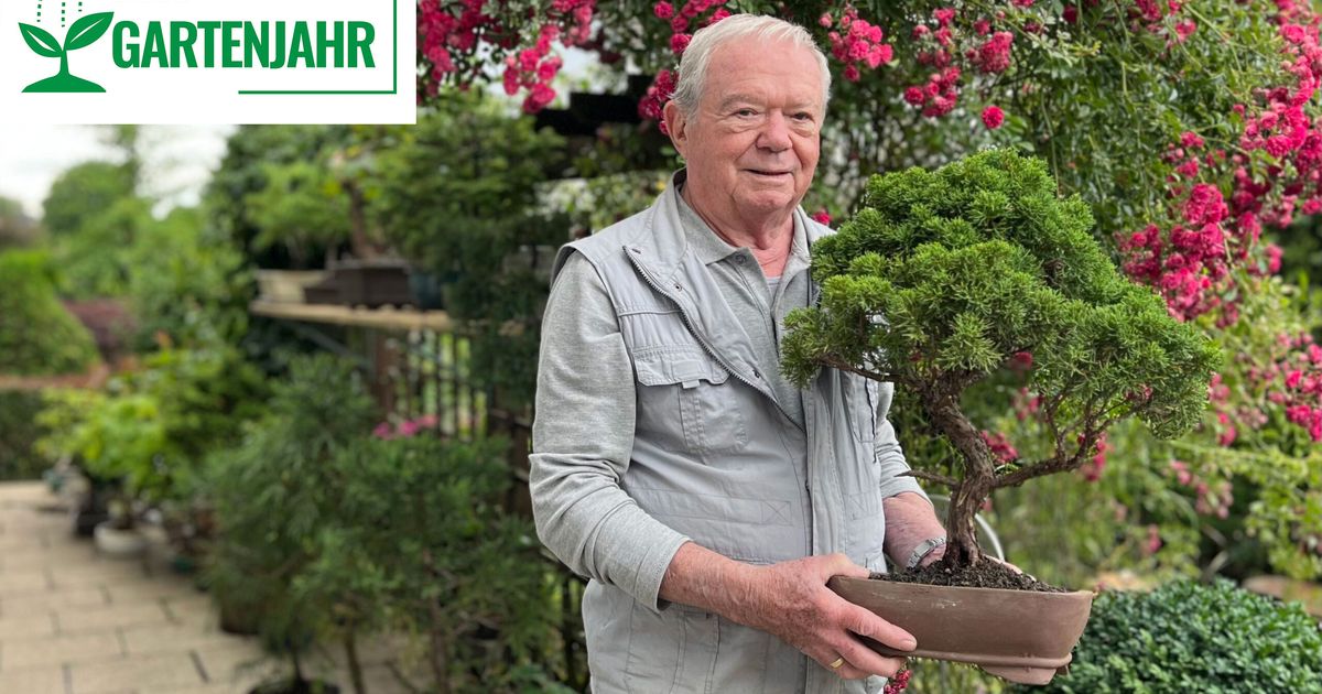 bonsai hairlounge preise 'Podrik' the Buddhist Pine in Dune Planter main image 0
