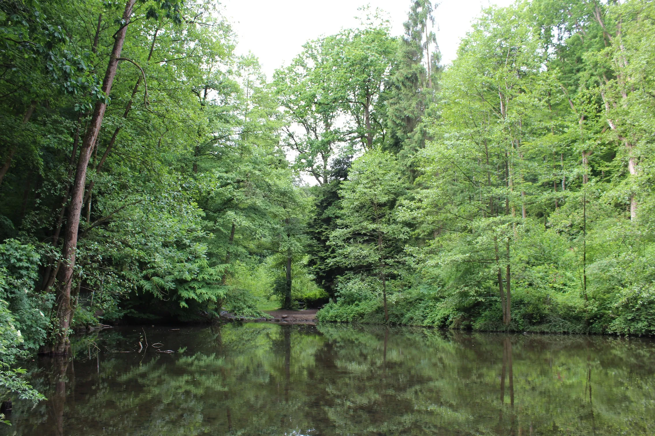Spiegelung dichter Baumkronen in einem ruhigen Gewässer im Hülsenbecker Tal.