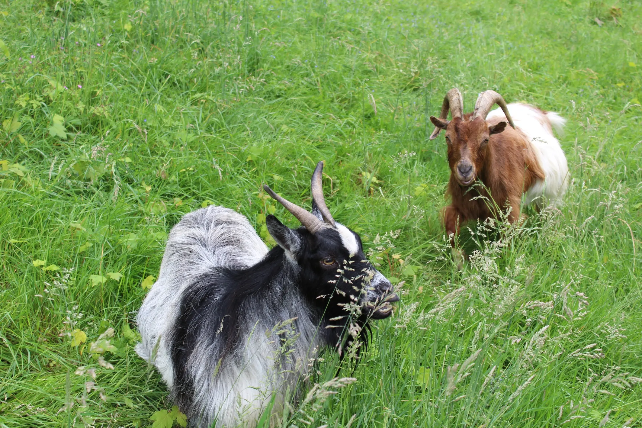 Zwei Ziegen grasen auf einer grünen Wiese. Im Hintergrund ist weitere Vegetation erkennbar.