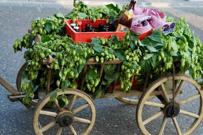 Ein mit Hopfendolden gefüllter Bollerwagen steht auf einem asphaltierten Weg, daneben eine Kiste und eine Bierflasche mit kariertem Tuch.
