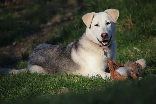Weiß-grauer Hund liegt entspannt im Gras und hält ein Stofftier im Maul.
