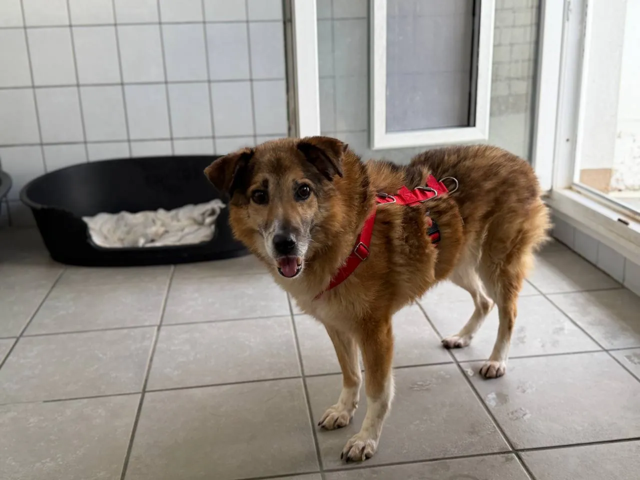 Brauner Mischlingsrüde mit rotem Geschirr steht in einem hellen Raum mit Fliesenboden und blickt freundlich in die Kamera. Im Hintergrund ein Hundebett und ein Fenster.