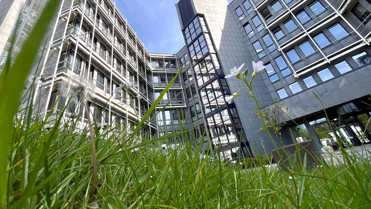 Blick durch Gras und eine Pusteblume auf das moderne Gebäude des Kreishauses Lüdenscheid.