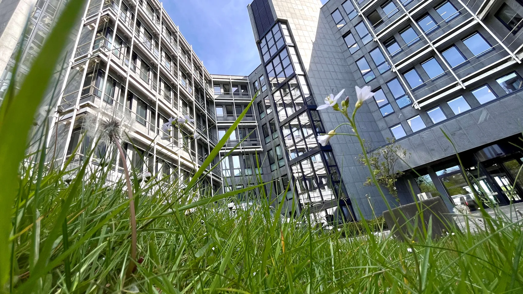 Blick durch Gras und eine Pusteblume auf das moderne Gebäude des Kreishauses Lüdenscheid.