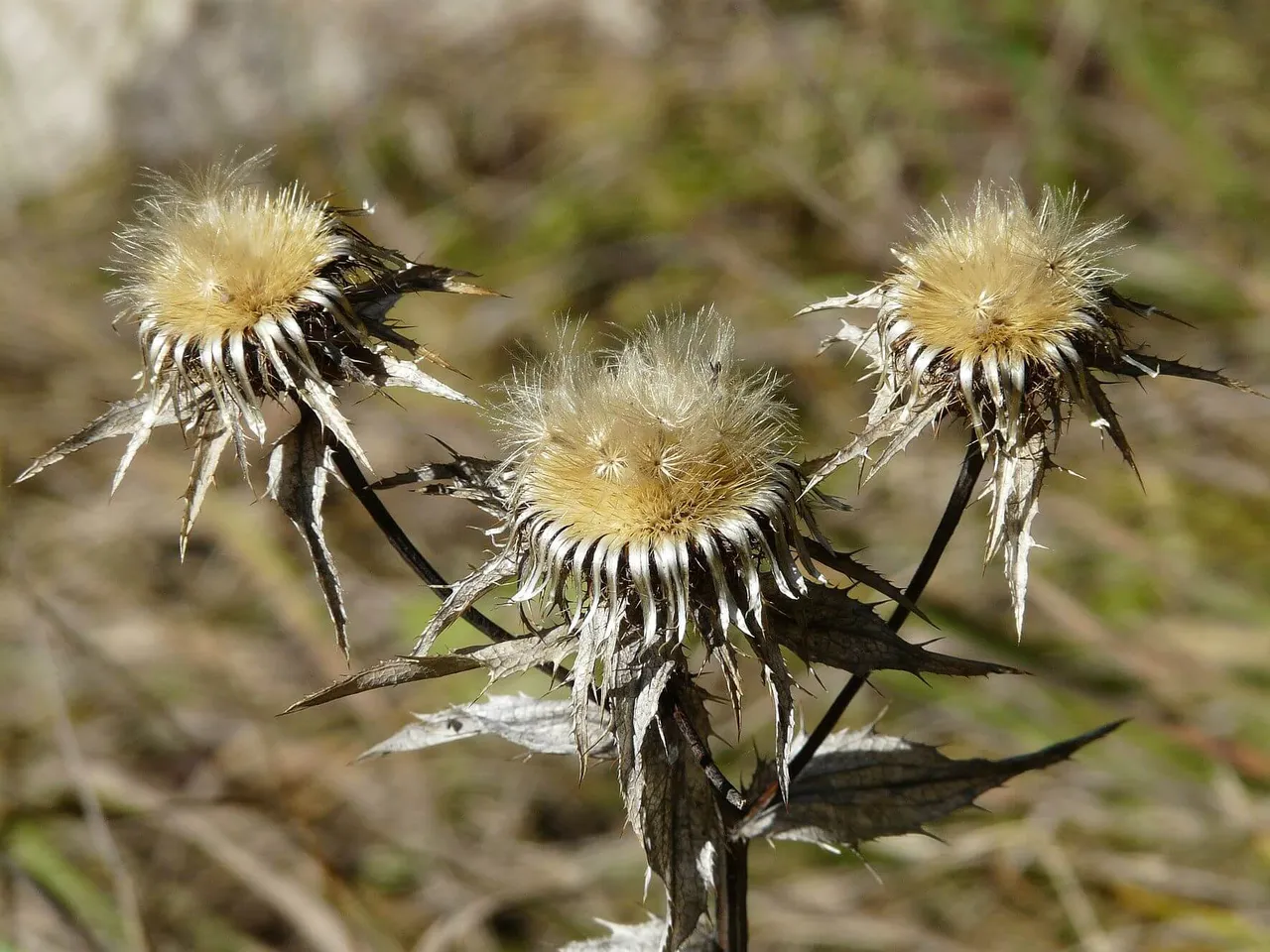 Drei vertrocknete Blütenköpfe der Golddistel mit flauschigen, hellen Zentren und stacheligen, grauen Hüllblättern.