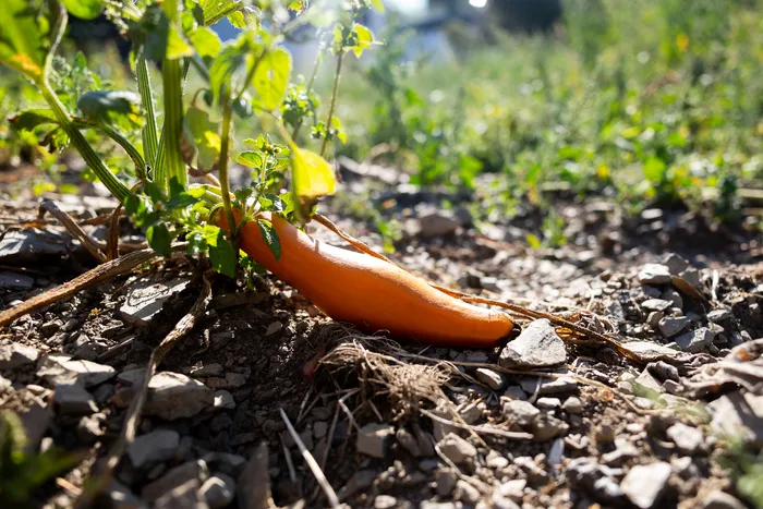 Ein orangefarbener Kürbis liegt auf trockenem, steinigen Boden neben grünen Pflanzen.