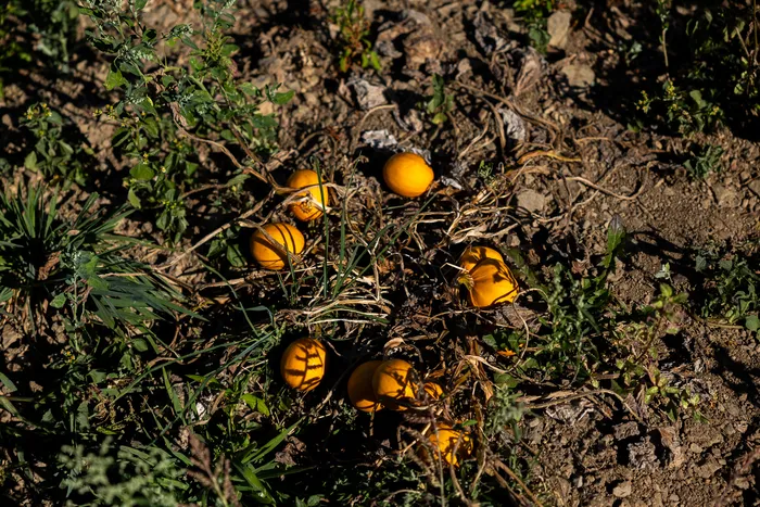 Kleine orangefarbene Kürbisse liegen auf ausgetrockneter, rissiger Erde zwischen vertrockneten Pflanzenresten.