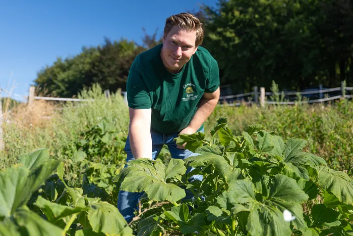 Ein Mann in einem grünen T-Shirt beugt sich über die großen Blätter einer Kürbispflanze auf einem Feld.