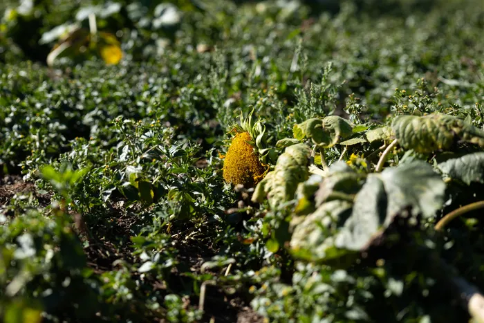 Eine welkende Sonnenblume auf einem Feld.