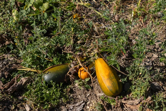 Ein grüner, ein kleiner orangefarbener und ein länglicher gelber Kürbis liegen auf trockener Erde zwischen vertrockneten Ranken.