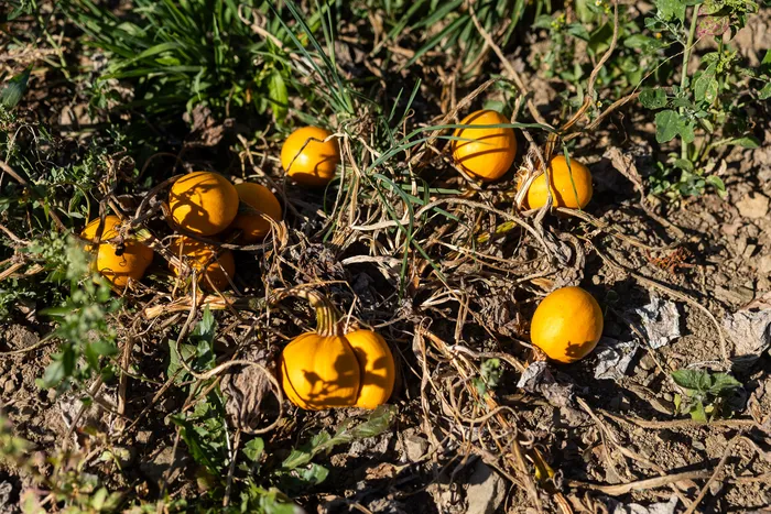 Kleine orangefarbene Kürbisse liegen auf trockener, rissiger Erde inmitten vertrockneter Pflanzenranken.