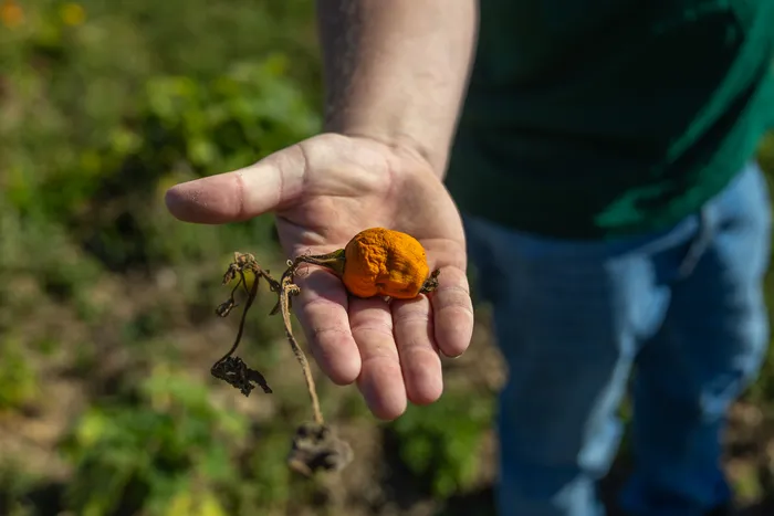 Eine Hand hält einen kleinen, vertrockneten orangefarbenen Kürbis mit welken Blättern.