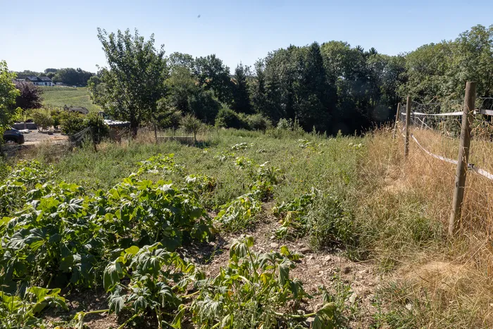 Kürbispflanzen auf einem trockenen Feld neben einem Holzzaun vor Bäumen und blauem Himmel.