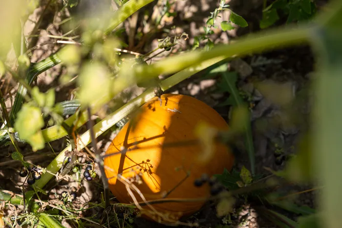 Ein orangefarbener Kürbis liegt auf dem Boden zwischen grünen Pflanzenranken.