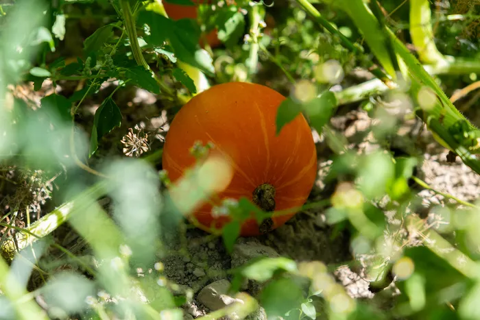 Ein orangefarbener Kürbis wächst zwischen grünen Pflanzen auf trockener Erde.
