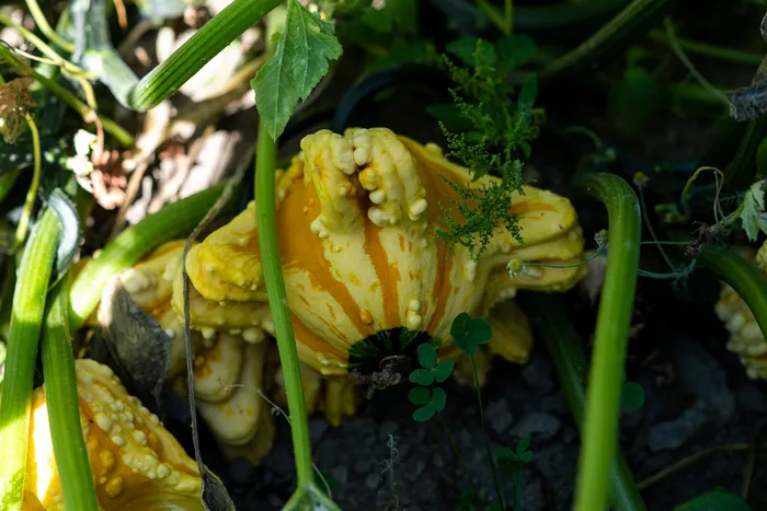 Ein gelb-orange gestreifter, warziger Kürbis wächst zwischen grünen Pflanzenranken auf dem Boden.