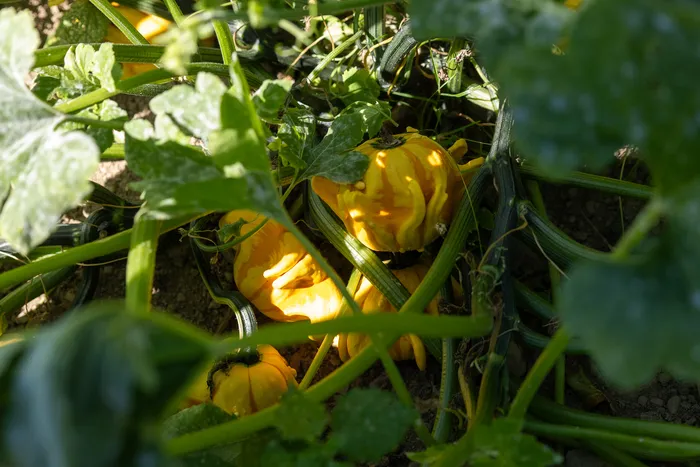 Kleine gelbe, gerippte Kürbisse wachsen zwischen grünen Blättern auf dem Boden.