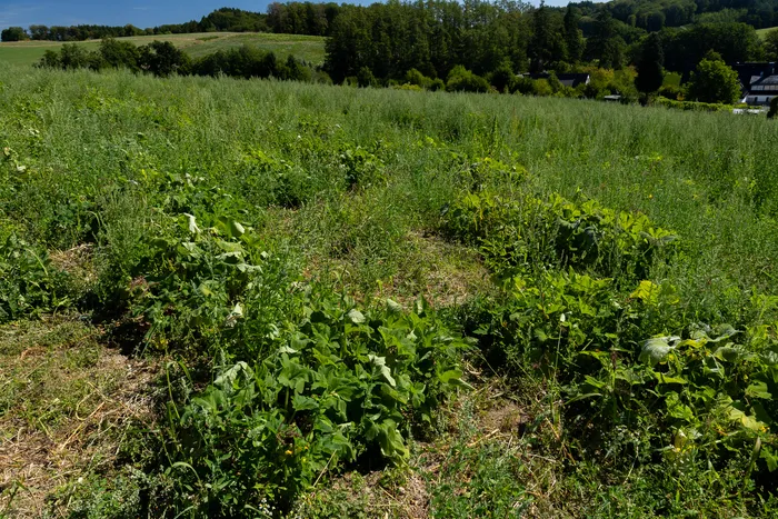 Grüne Kürbispflanzen auf einem Feld mit hohem Gras vor einer Kulisse aus Bäumen und Häusern.